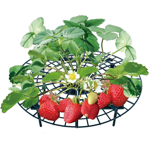 BerryBed - Verhoogde aardbeienhouder voor betere oogst