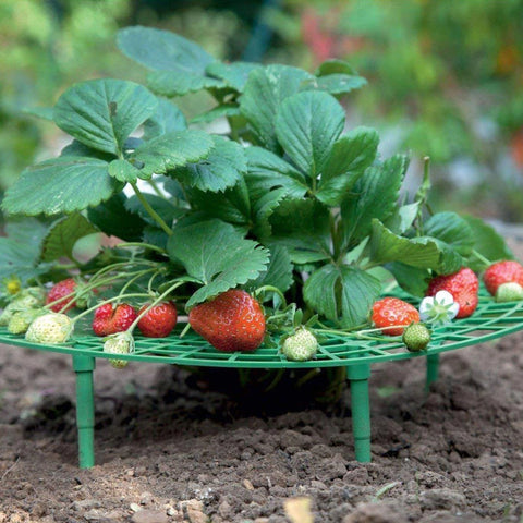 BerryBed - Verhoogde aardbeienhouder voor betere oogst