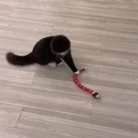 CATO | Leuk Kattenspeelgoed - Stimuleert het Jachtinstinct